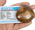 760 Ct Untreated Sapphire Brown Pear Cabochon Huge Certified Gemstone~58x60x23mm