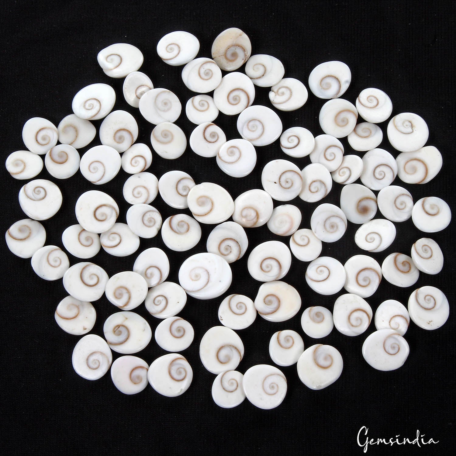 250.00 Ct Natural Untreated White Gomti Chakra shiva Eye Shell Loose Gems Lot