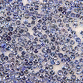 600 Pcs Natural Tanzanite 2mm Round Cut Dazzling Loose Gemstones Wholesale Lot